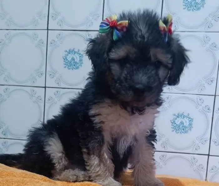 Cachorro ra a SRD-ViraLata idade 2 a 6 meses nome LINDINHA