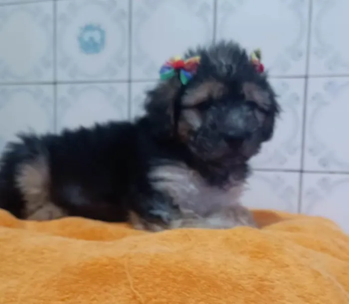 Cachorro ra a SRD-ViraLata idade 2 a 6 meses nome LINDINHA