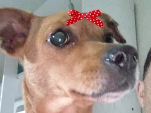 Cachorro raça Pinscher idade 2 a 6 meses nome Tina 