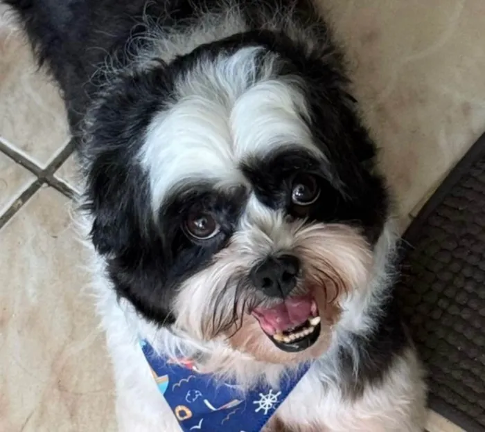 Cachorro ra a Shitzu idade 1 ano nome Duke 