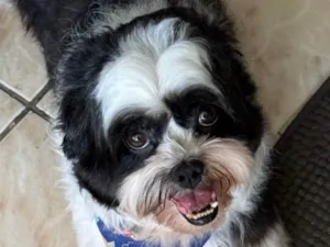 Cachorro raça Shitzu idade 1 ano nome Duke 