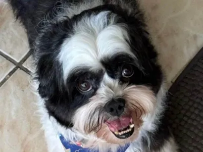 Cachorro raça Shitzu idade 1 ano nome Duke 