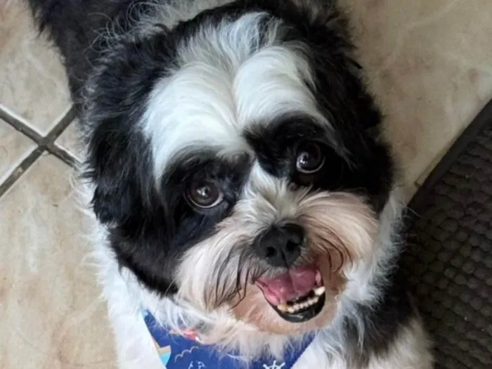 Cachorro ra a Shitzu idade 1 ano nome Duke 