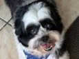 Duke