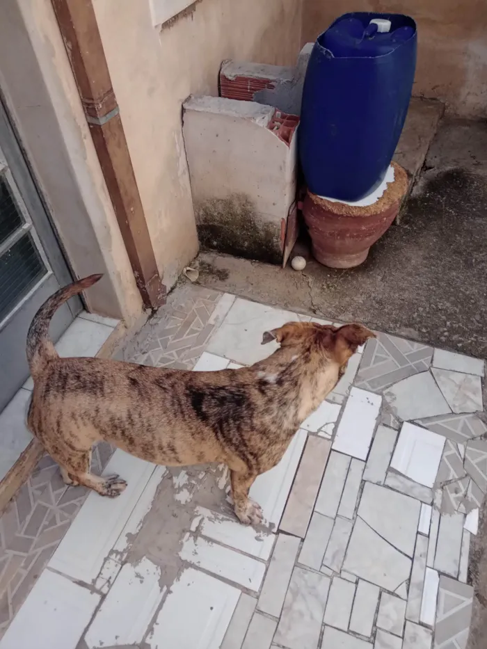 Cachorro ra a Pit-Bull idade 2 anos nome PANDORA