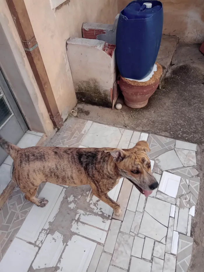 Cachorro ra a Pit-Bull idade 2 anos nome PANDORA