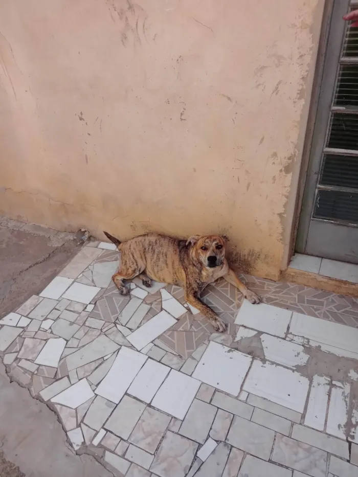 Cachorro ra a Pit-Bull idade 2 anos nome PANDORA