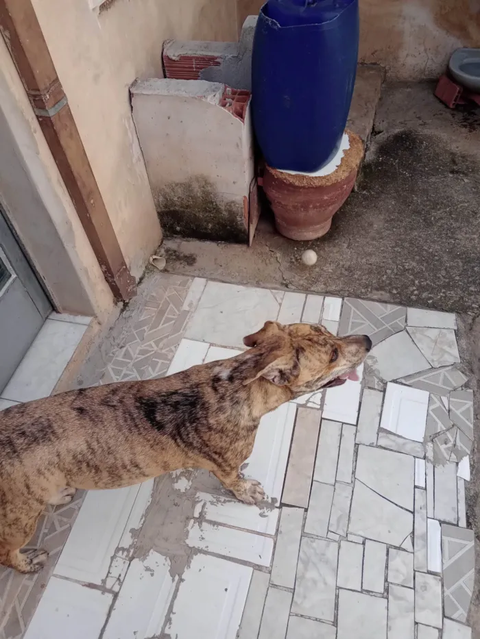 Cachorro ra a Pit-Bull idade 2 anos nome PANDORA