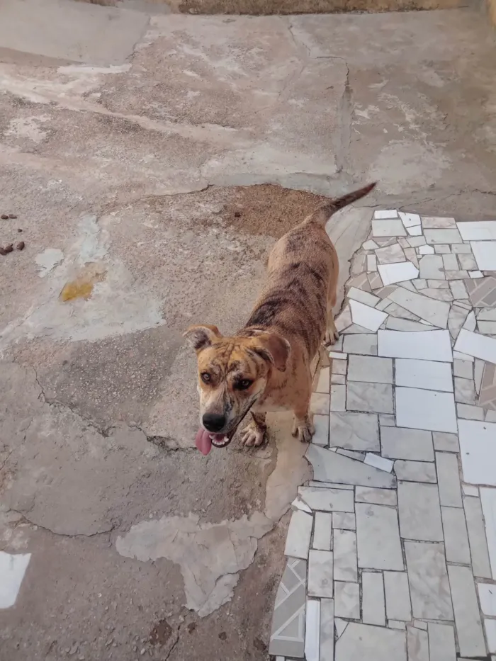 Cachorro ra a Pit-Bull idade 2 anos nome PANDORA