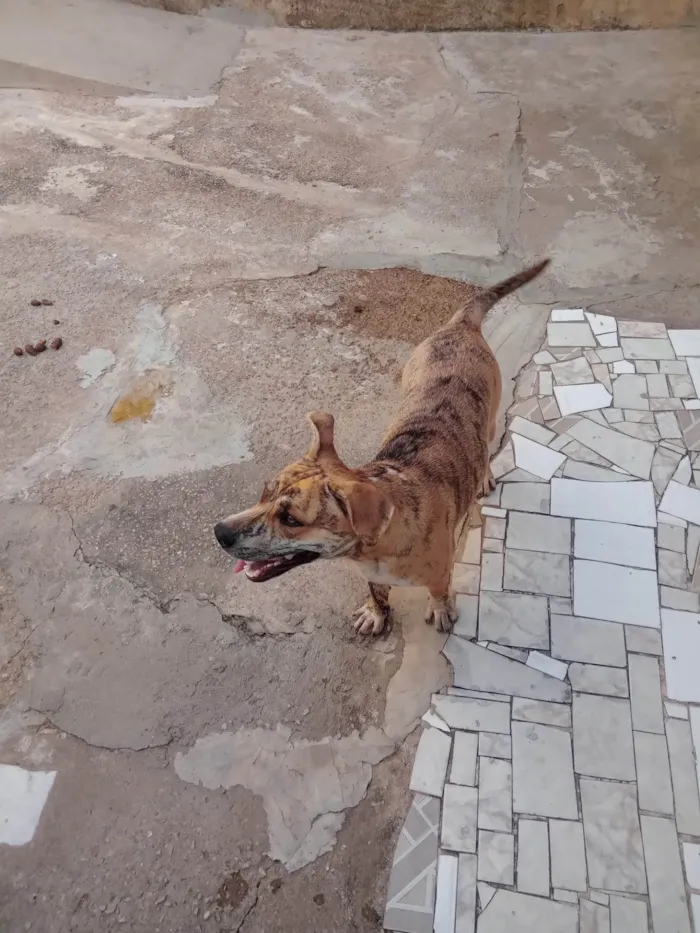Cachorro ra a Pit-Bull idade 2 anos nome PANDORA