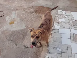 Cachorro raça Pit-Bull idade 2 anos nome PANDORA