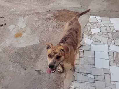 Cachorro raça Pit-Bull idade 2 anos nome PANDORA