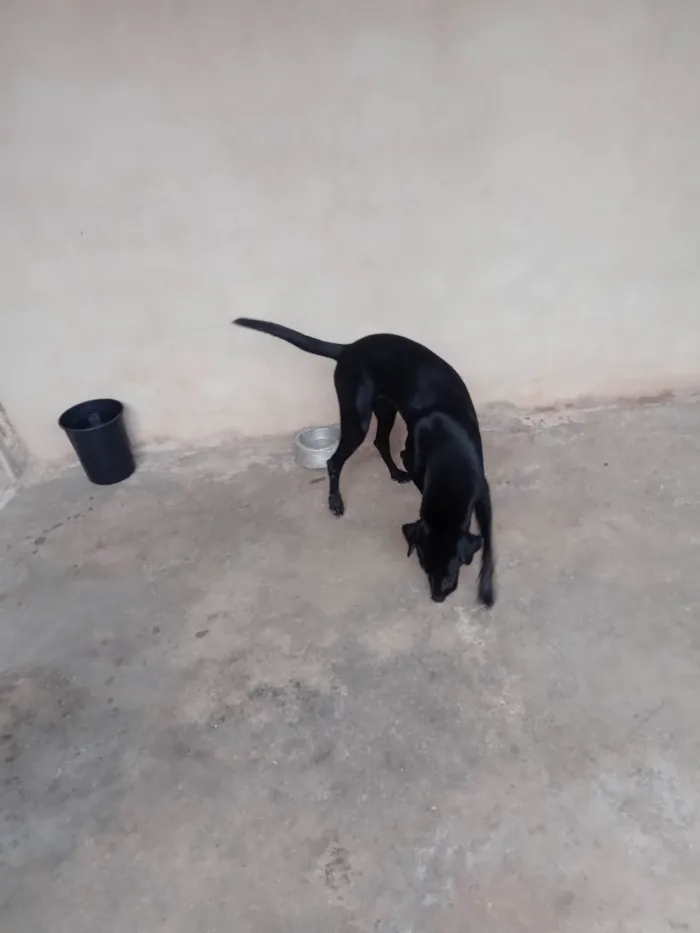 Cachorro ra a Labrador idade 3 anos nome Bily