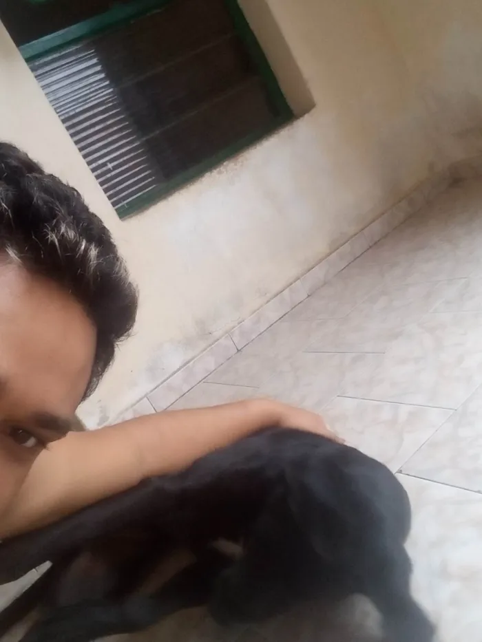 Cachorro ra a Labrador idade 3 anos nome Bily
