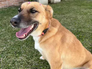 Cachorro raça SRD-ViraLata idade 3 anos nome Lupita
