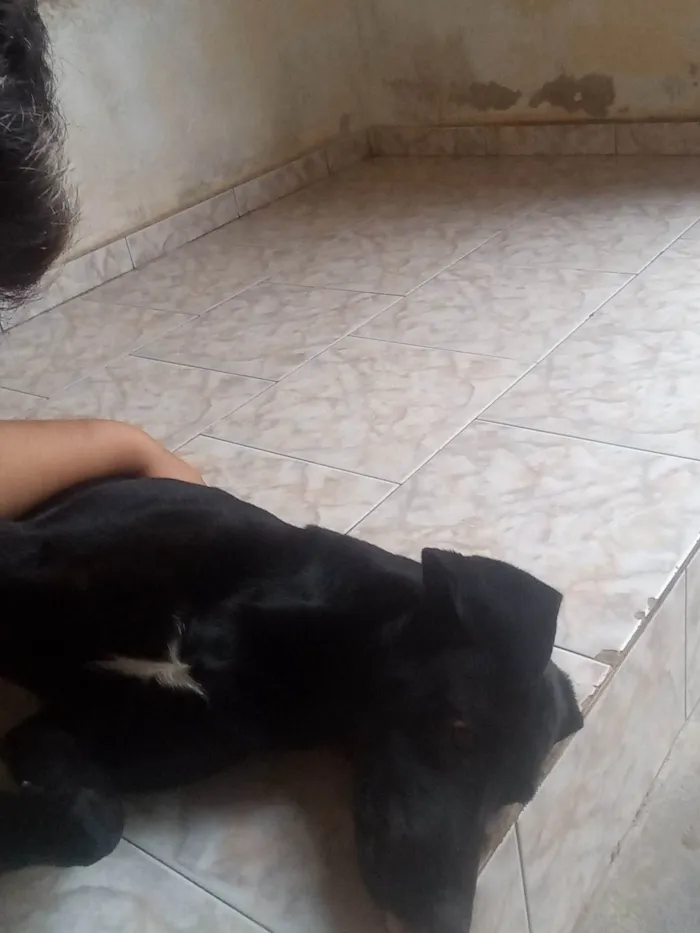 Cachorro ra a Labrador idade 3 anos nome Bily