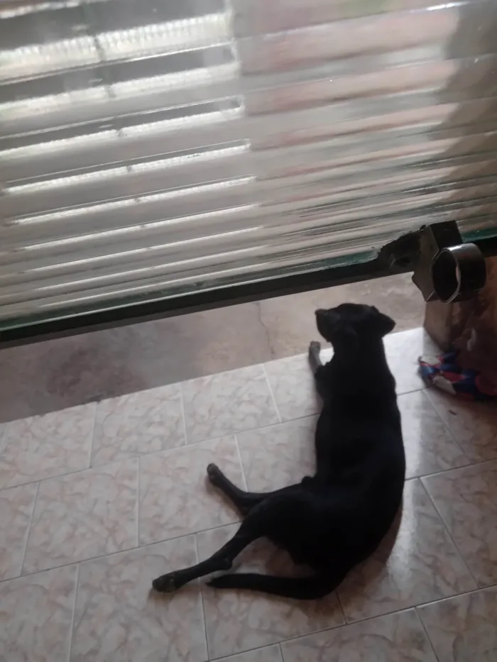 Cachorro ra a Labrador idade 3 anos nome Bily