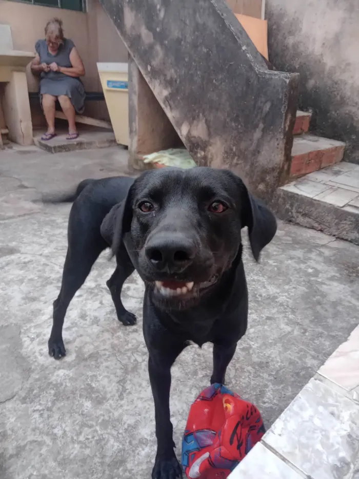 Cachorro ra a Labrador idade 3 anos nome Bily