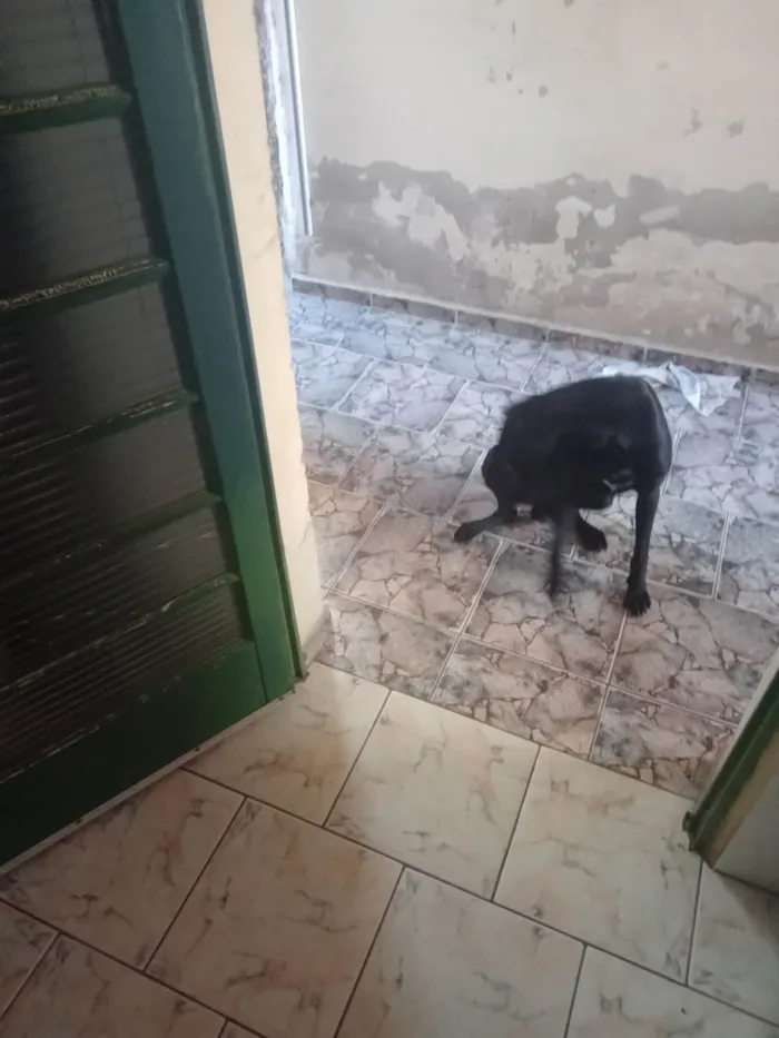 Cachorro ra a Labrador idade 3 anos nome Bily
