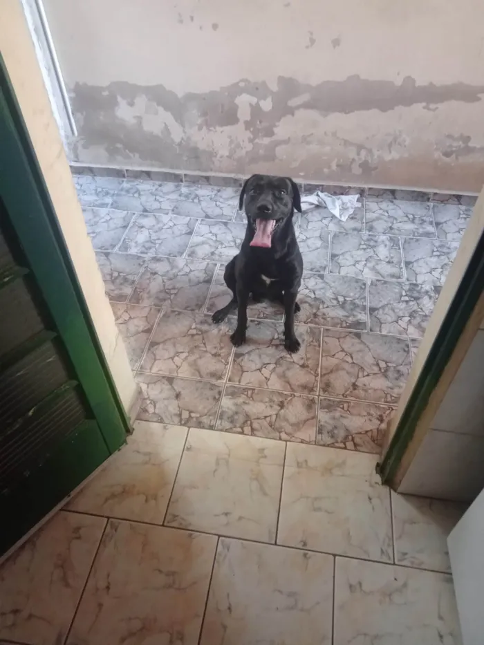 Cachorro ra a Labrador idade 3 anos nome Bily