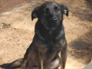 Cachorro raça SRD-ViraLata idade 1 ano nome Noel