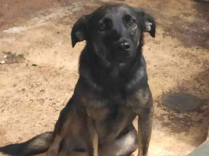 Cachorro ra a SRD-ViraLata idade 1 ano nome Noel