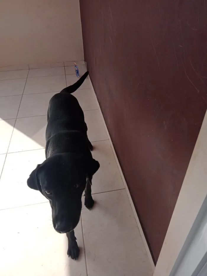 Cachorro ra a Labrador idade 3 anos nome Bily