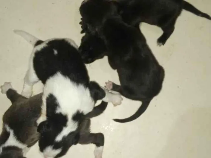 Cachorro ra a SRD-ViraLata idade Abaixo de 2 meses nome Não tem nome.
