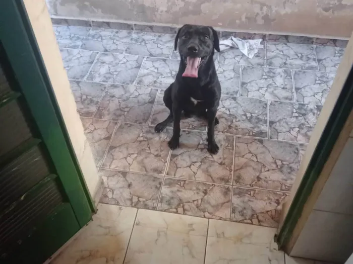 Cachorro ra a Labrador idade 3 anos nome Bily