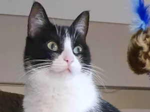 Gato raça SRD-ViraLata idade 6 ou mais anos nome Phoebs