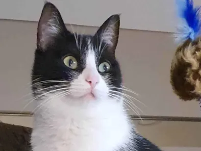 Gato raça SRD-ViraLata idade 6 ou mais anos nome Phoebs