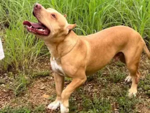 Cachorro raça Pit-Bull idade 1 ano nome Zeus 