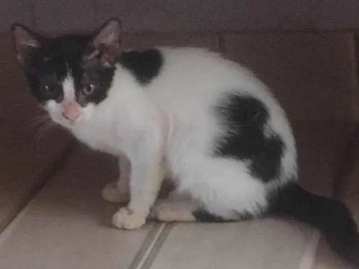 Gato ra a SRD-ViraLata idade 2 a 6 meses nome Gatinha