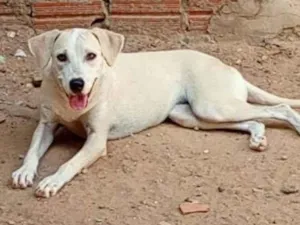 Cachorro raça SRD-ViraLata idade 2 a 6 meses nome Duda