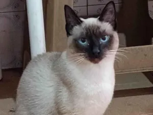Gato raça Siamês idade 2 a 6 meses nome FOFO, CASTRADO
