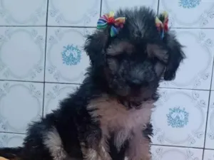Cachorro raça SRD-ViraLata idade 2 a 6 meses nome LINDINHA