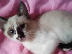 Gato raça SRD-ViraLata idade 2 a 6 meses nome LILI