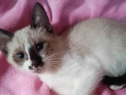 Gato raça SRD-ViraLata idade 2 a 6 meses nome LILI
