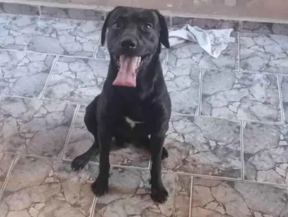 Cachorro raça Labrador idade 3 anos nome Bily