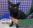 Pretinha