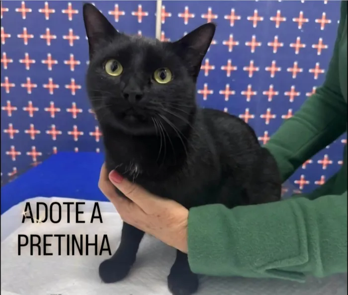 Gato ra a SRD-ViraLata idade 2 anos nome Pretinha