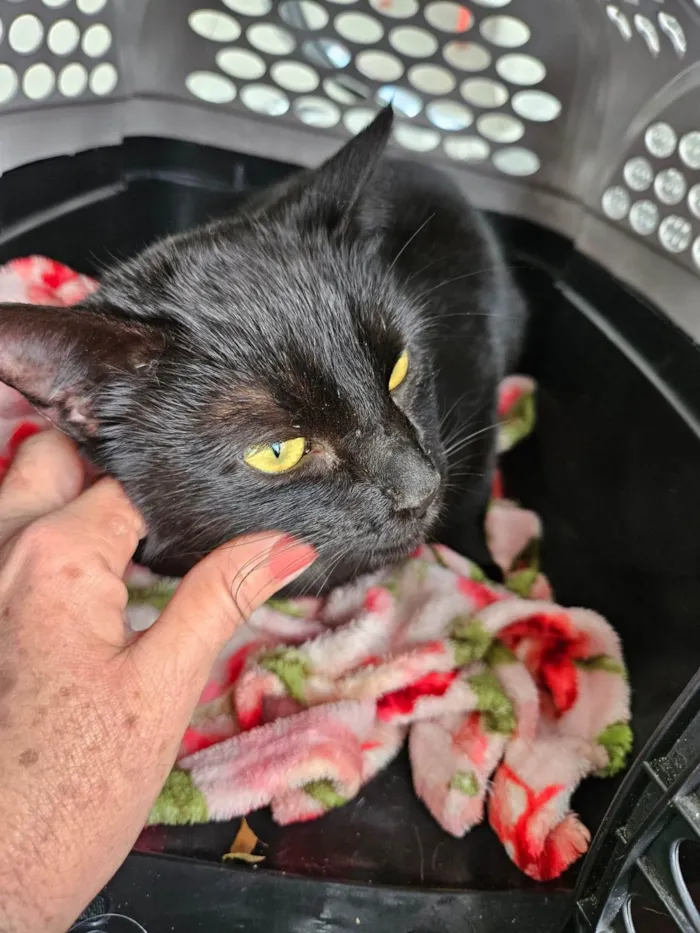 Gato ra a SRD-ViraLata idade 2 anos nome Pretinha