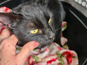 Gato raça SRD-ViraLata idade 2 anos nome Pretinha