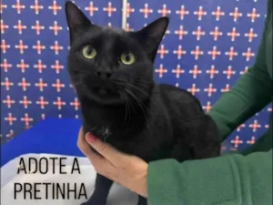 Gato raça SRD-ViraLata idade 2 anos nome Pretinha