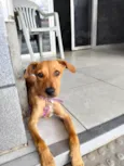 Penélope