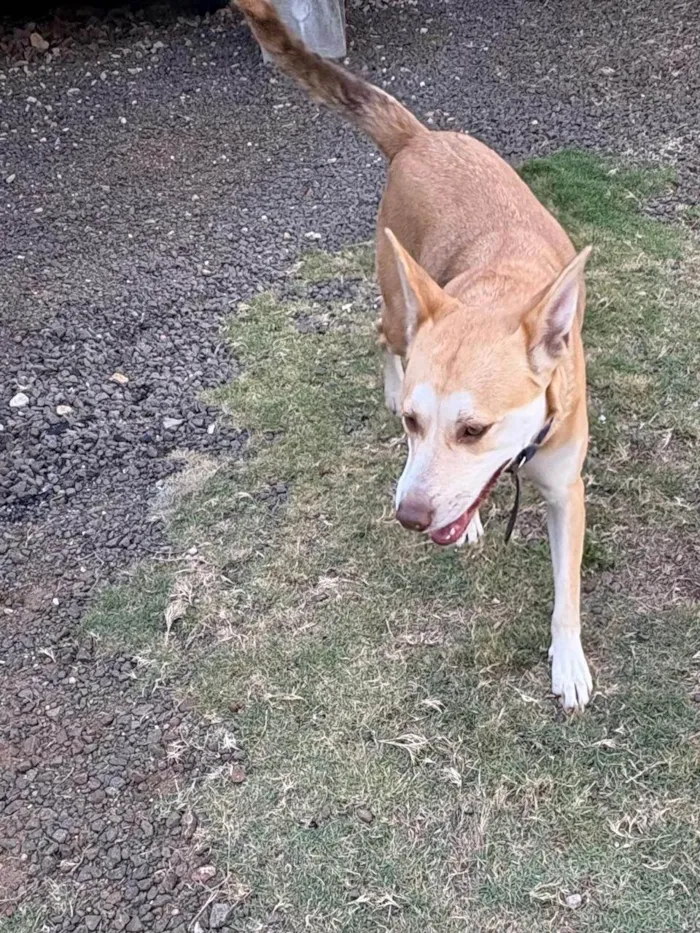 Cachorro ra a SRD-ViraLata idade 3 anos nome ??