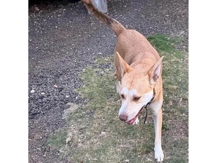 Cachorro ra a SRD-ViraLata idade 3 anos nome ??