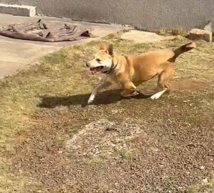 Cachorro ra a SRD-ViraLata idade 3 anos nome ??