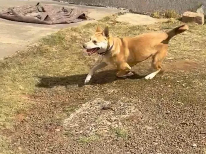 Cachorro ra a SRD-ViraLata idade 3 anos nome ??