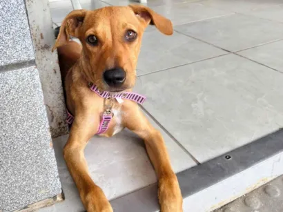 Cachorro raça SRD-ViraLata idade 2 a 6 meses nome Penélope 